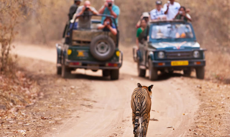 Go for an Adventurous Wildlife Safari