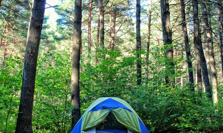 Go for Adventurous Jungle Camping
