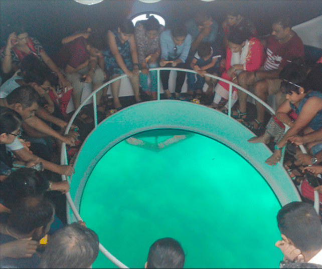 Glass-bottom Boat Dolphin Tour in Andaman