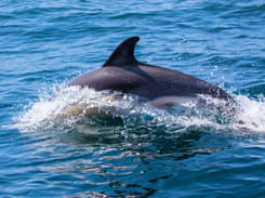 Backwater Dolphin Spotting Tour, Goa Flat 20% off
