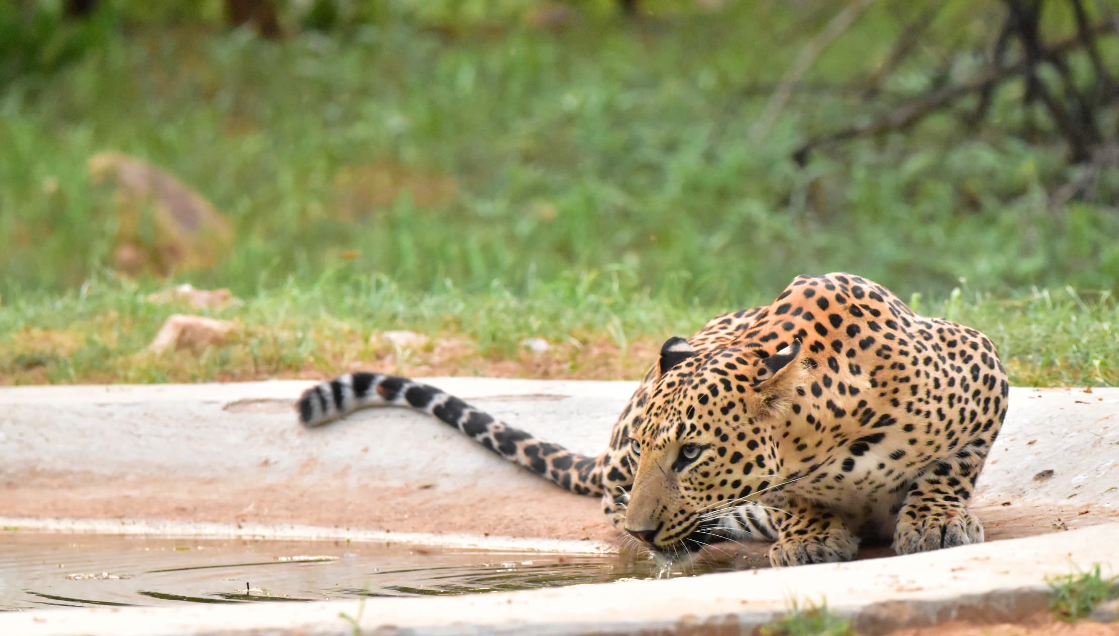 Jhalana Safari Jaipur | Book Jhalana Leopard Safari @ ₹600
