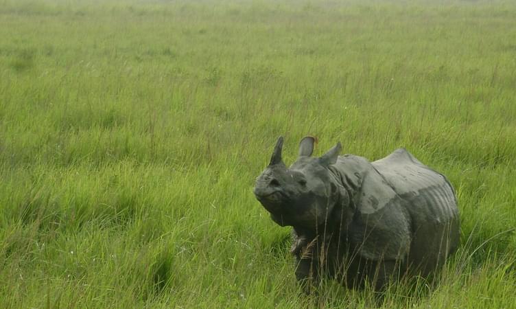 Best time for Rhino Sighting