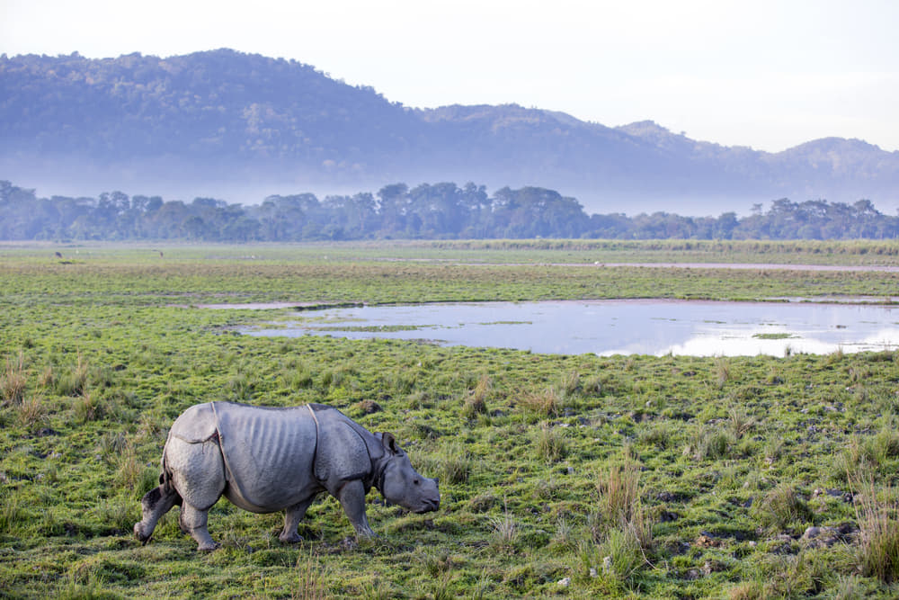 Kaziranga National Park Safari: A Detailed Guide - {{year}}