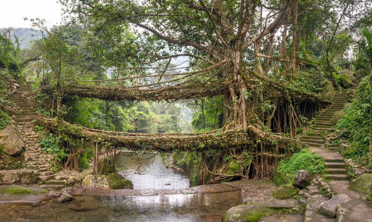 Walk Over Living Root Bridges