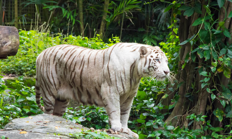 Go for an Outing at Assam State Zoo