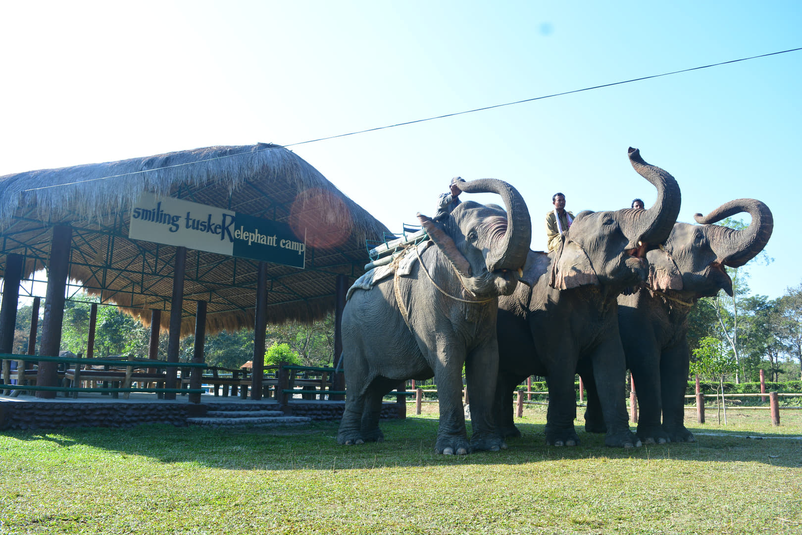 Smiling Tusker Elephant Camp