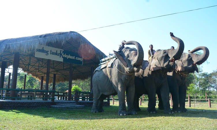 Smiling Tusker Elephant Camp