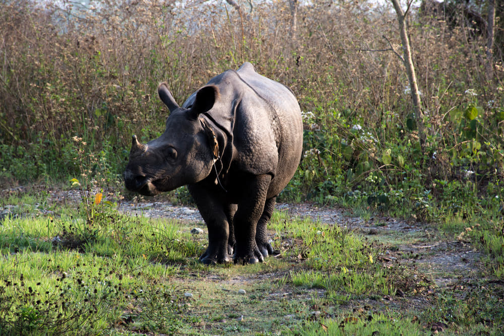Manas National Park - A Detailed Guide