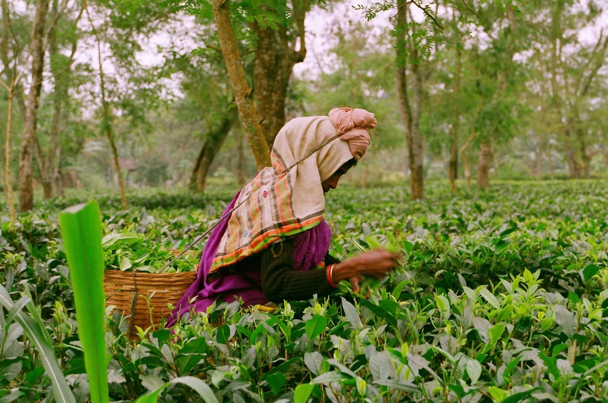 Best Time to Visit Assam 