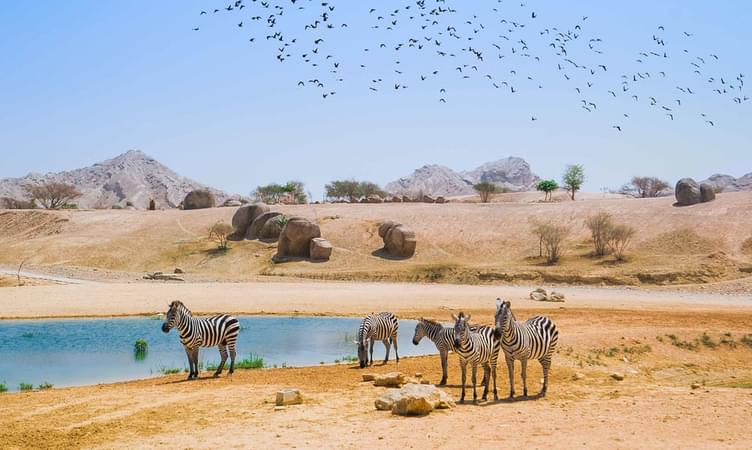 Arabian Wildlife Park