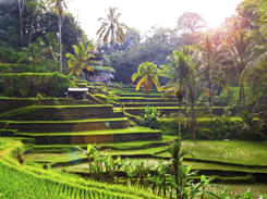 Tegalalang Rice Terrace Tour with Monkey Forest & Goa Gajah Flat 10% off
