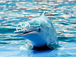 Phuket Dolphin Show Ticket with Transfers - Flat 25% off
