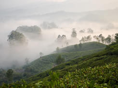 Tea Farm Walking Tour in Munnar