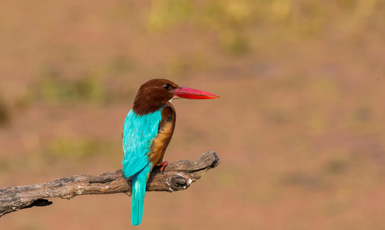 Bharatpur Bird Sanctuary - 195 km from Delhi