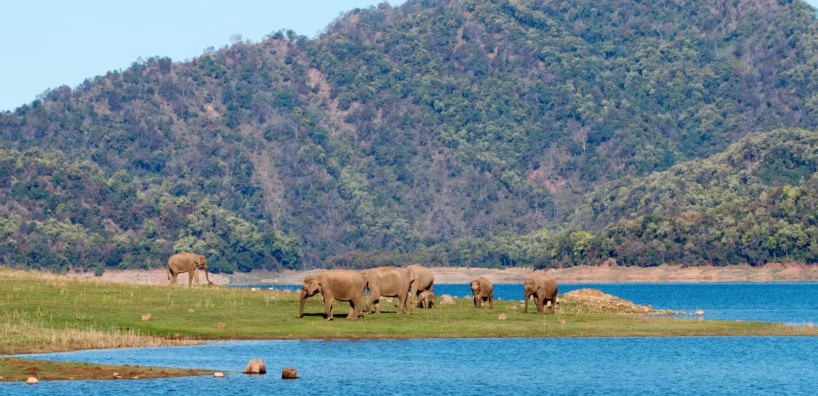 Best Time and Season to Visit Jim Corbett National Park in {{year}}