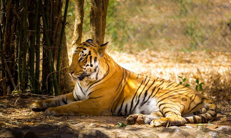 Rajaji Tiger Reserve - 19 km from Rishikesh