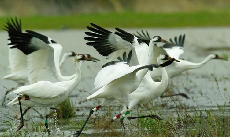 Delhi to Sultanpur Bird Sanctuary (48 km)