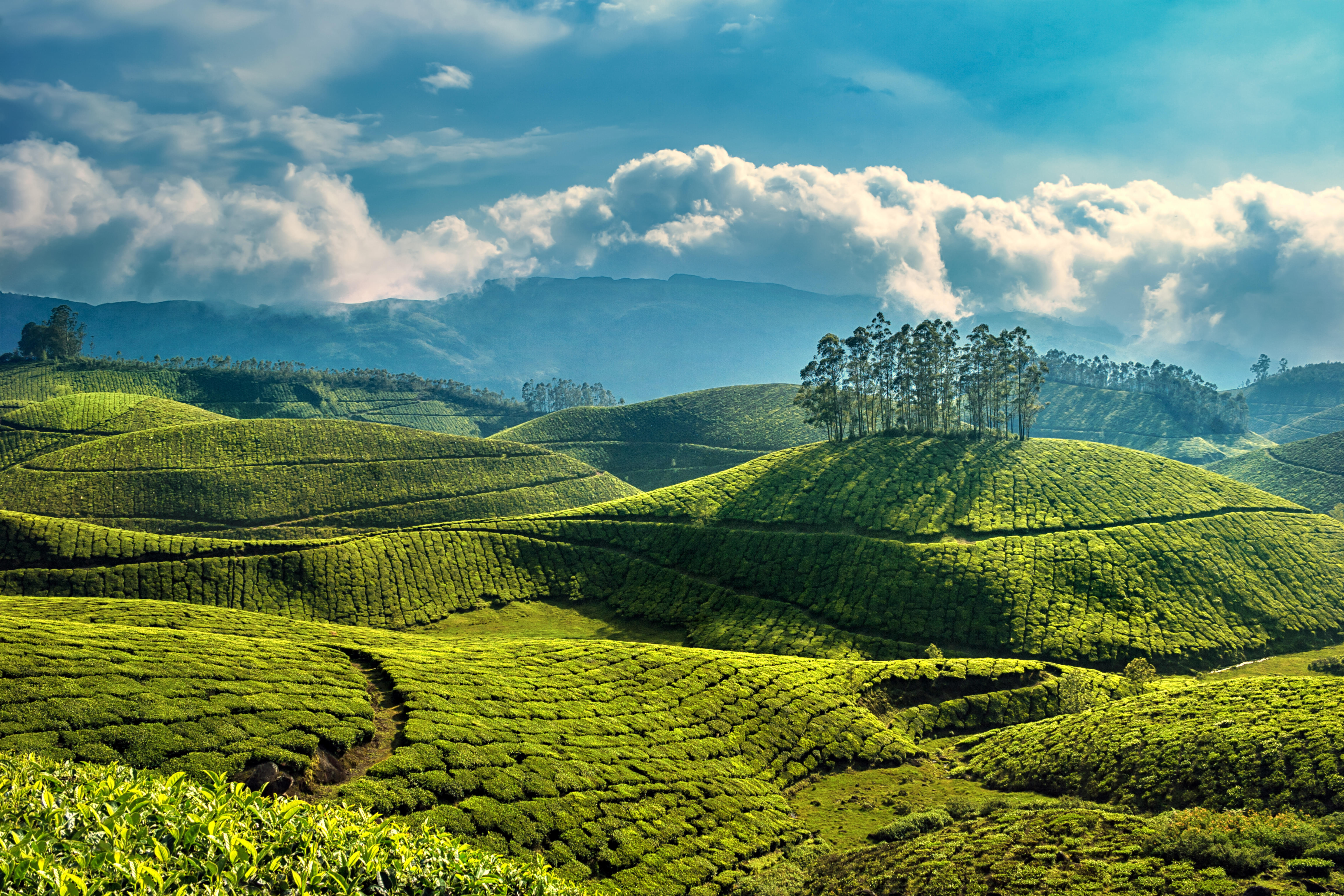 15 Best Places to Visit in Munnar in One Day - {{year}} (Photos)