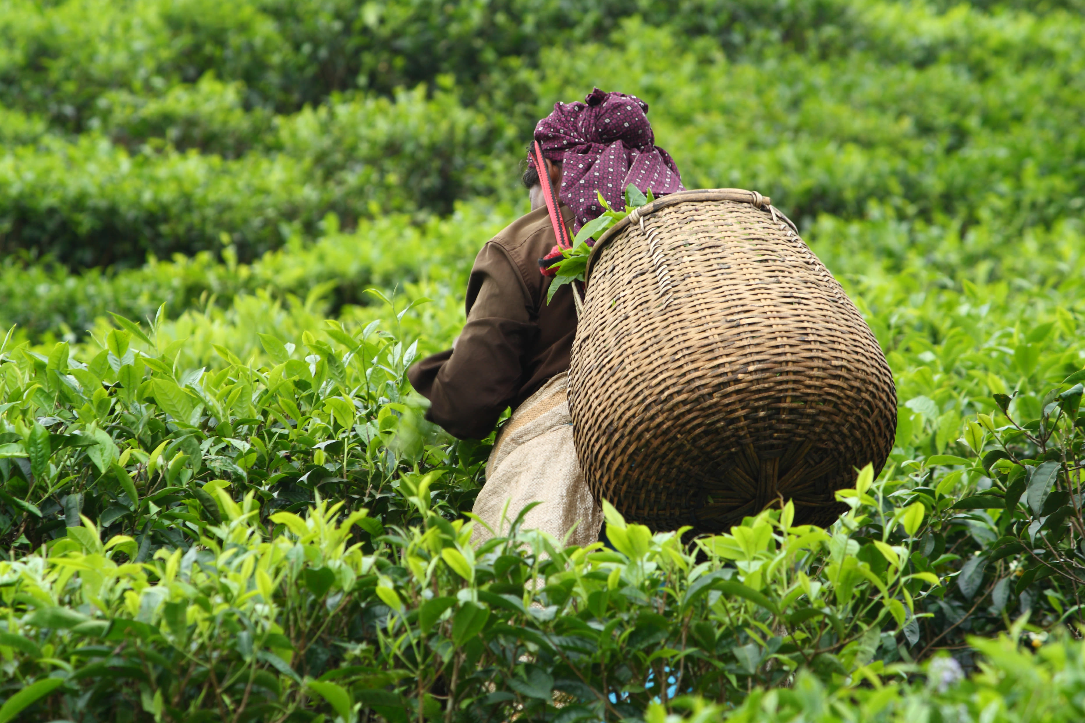 Tea Estates