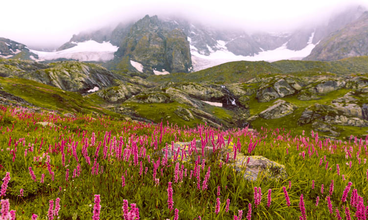 Valley of Flowers in Summer