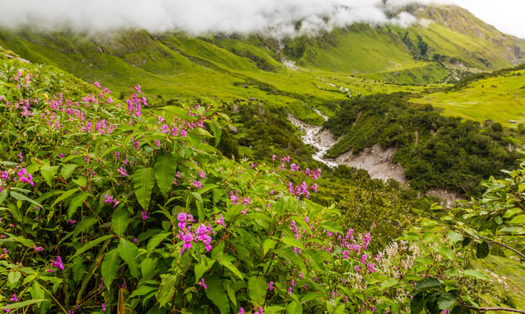 Things to Keep in Mind Before Visiting Valley of Flowers
