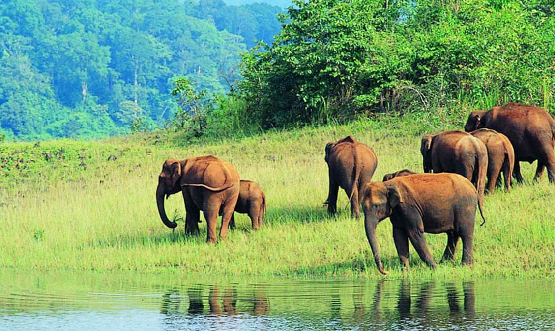 Periyar National Park A Detailed Travel Guide periyar-national-park-a-detailed-travel-guide