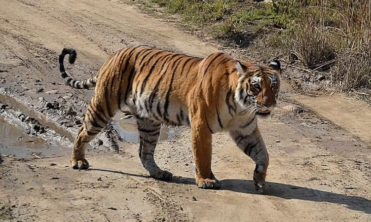 Visit Kalagarh Tiger Reserve