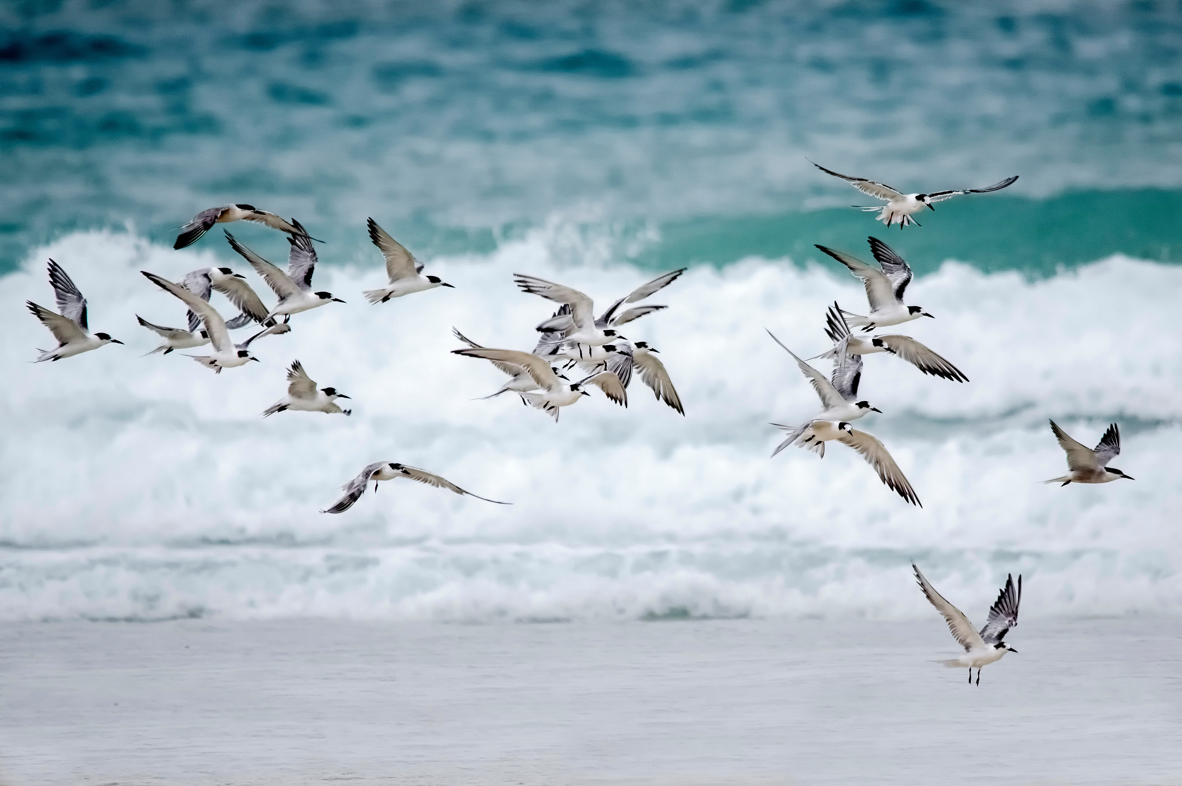 Enjoy Birdwatching At The Golden Island