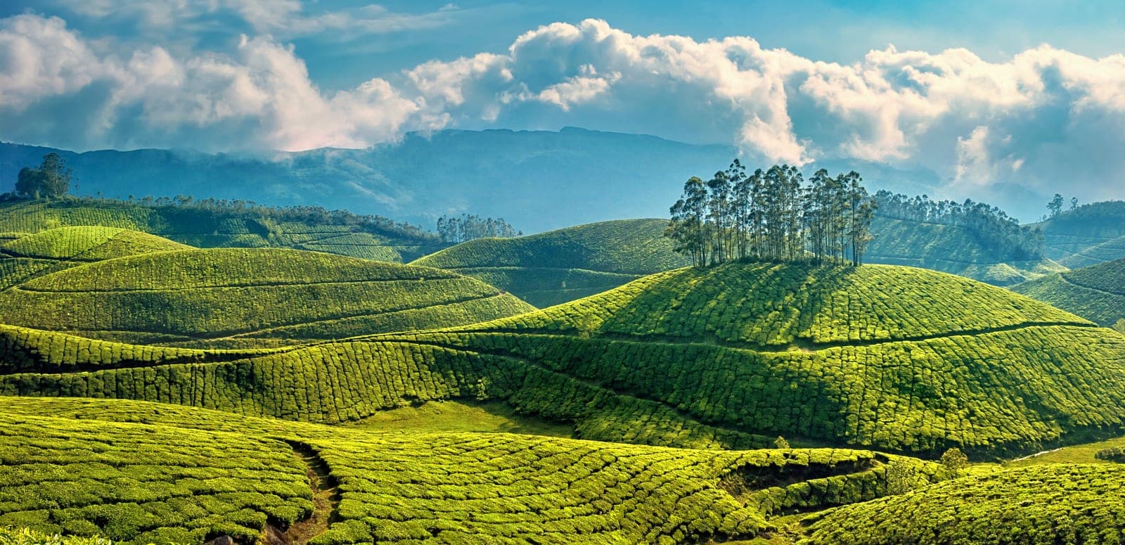 Best Time and Season to Visit Munnar - {{year}}