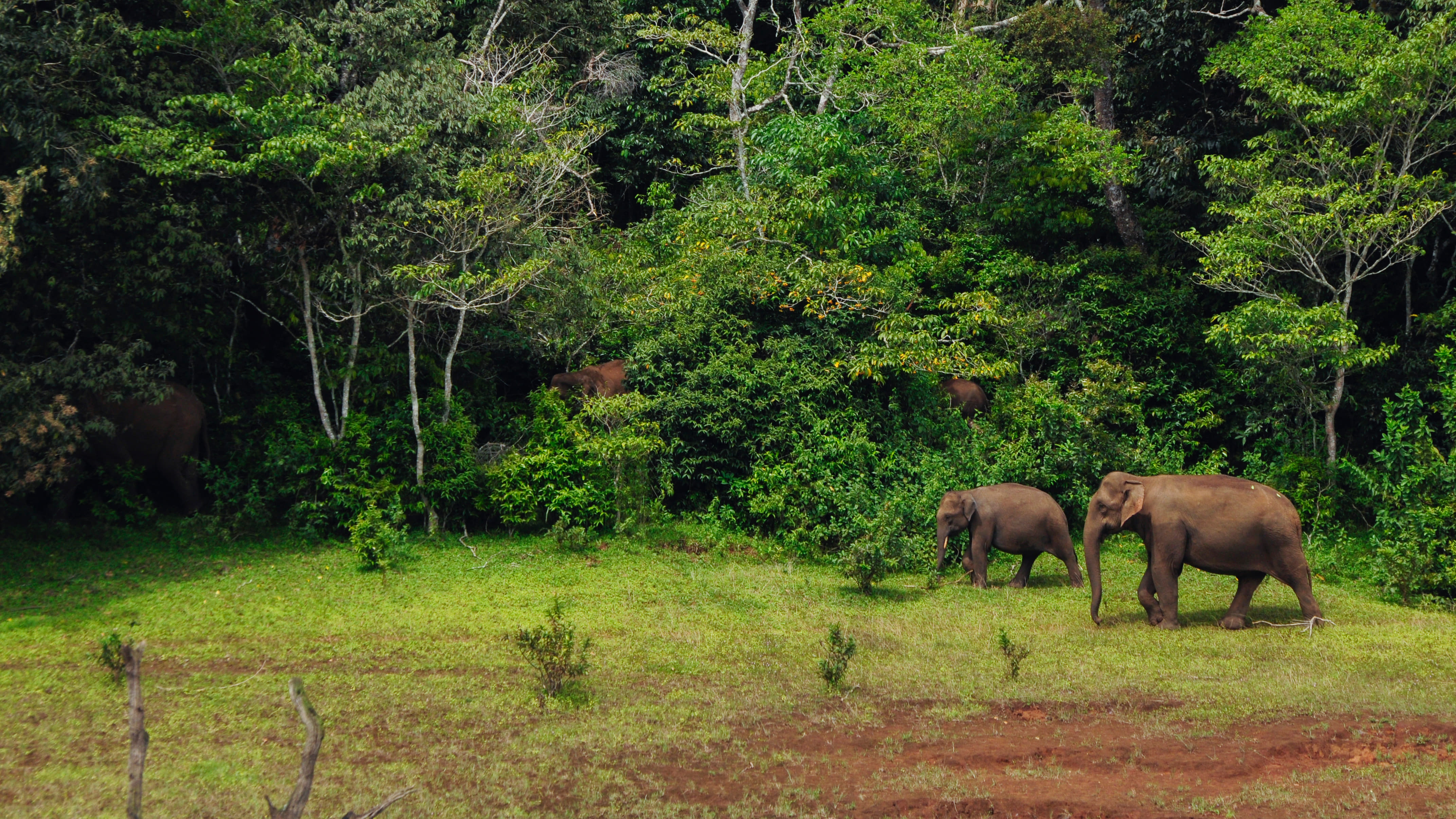 Periyar National Park: A Detailed Travel Guide