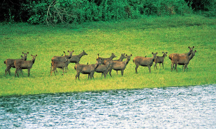 Chinnar Wildlife Sanctuary