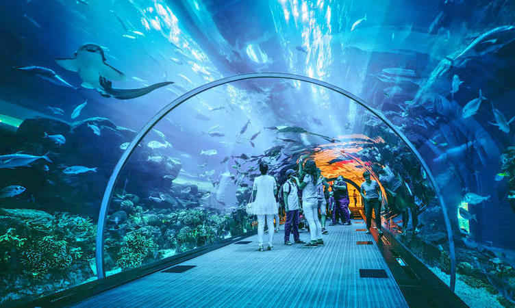 Explore Dubai Aquarium & Visit Underwater Zoo