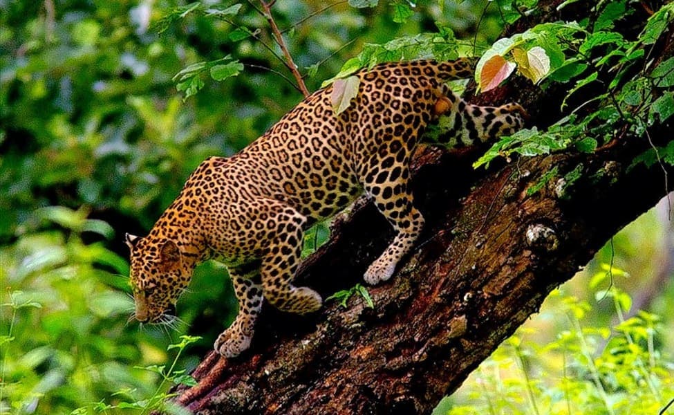 Bandipur National Park