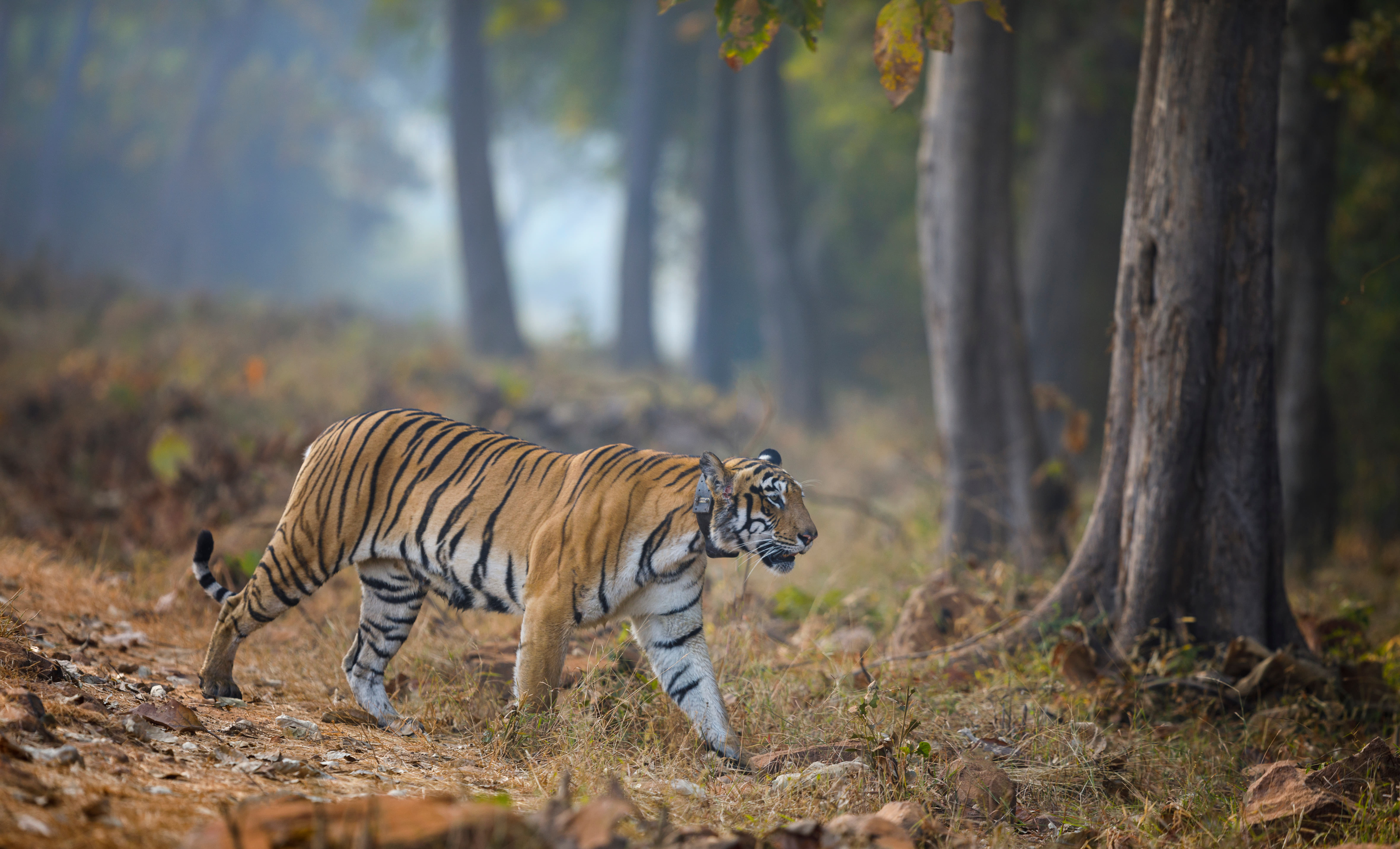 30 Best Wildlife Sanctuaries in Maharashtra - {{year}} (With Photos)