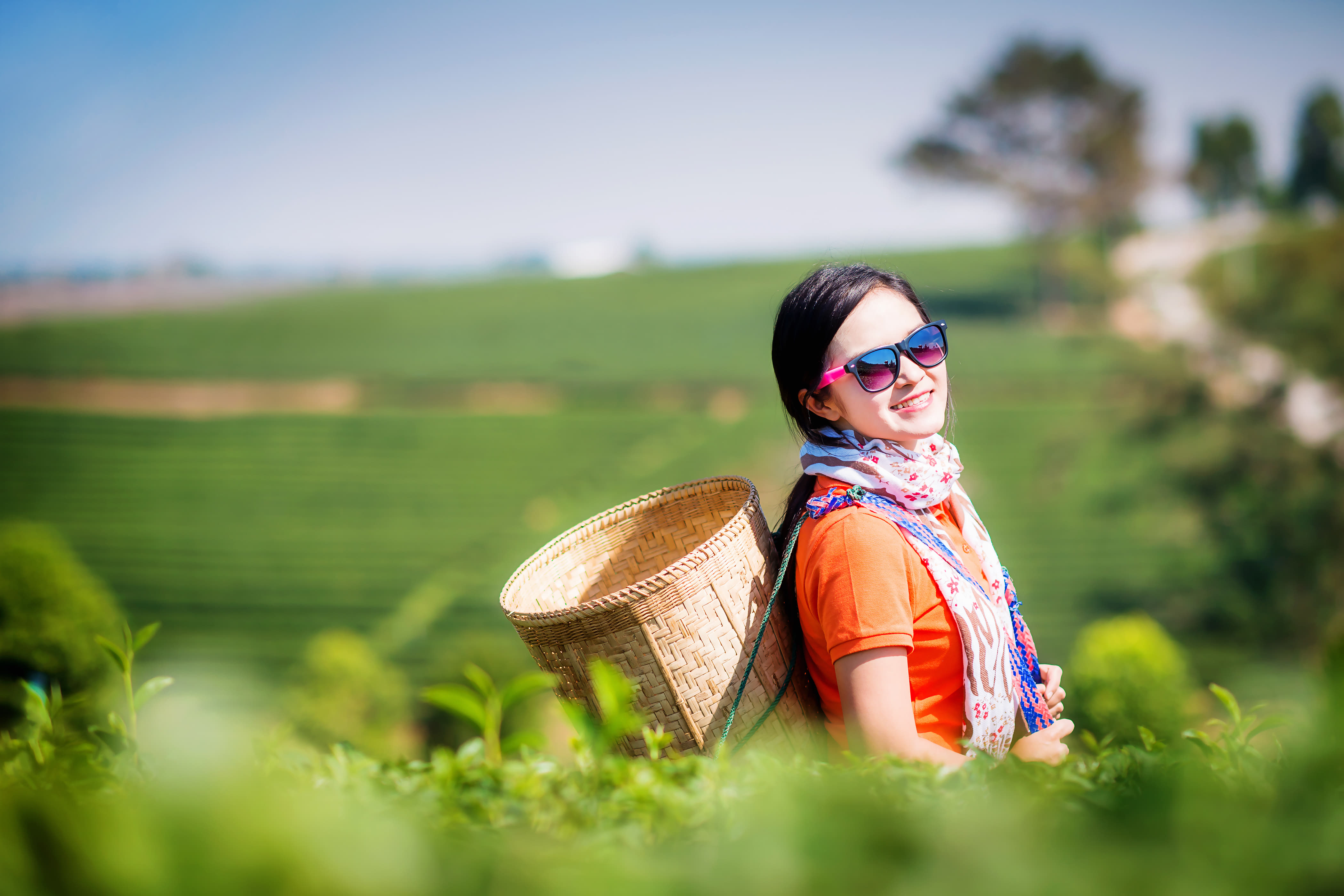 Visit Chiang Rai Tea Plantations
