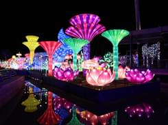 Dubai Garden Glow Tickets | Save 30% & Book Online