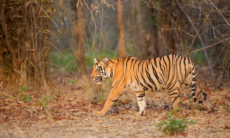 Kanha National Park