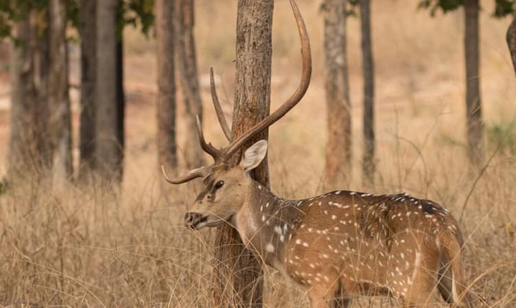 Pench National Park