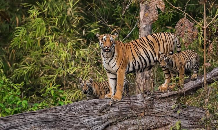 Tadoba