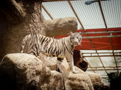 Emirates Park Zoo and Resort in Abu Dhabi Flat 40% off