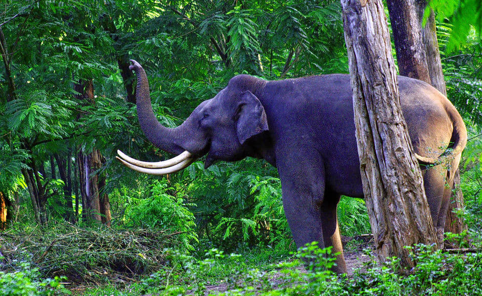 Wayanad Wildlife Sanctuary