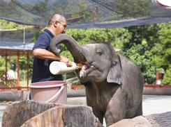 Kuala Gandah Elephant Sanctuary Package | Flat 15% off