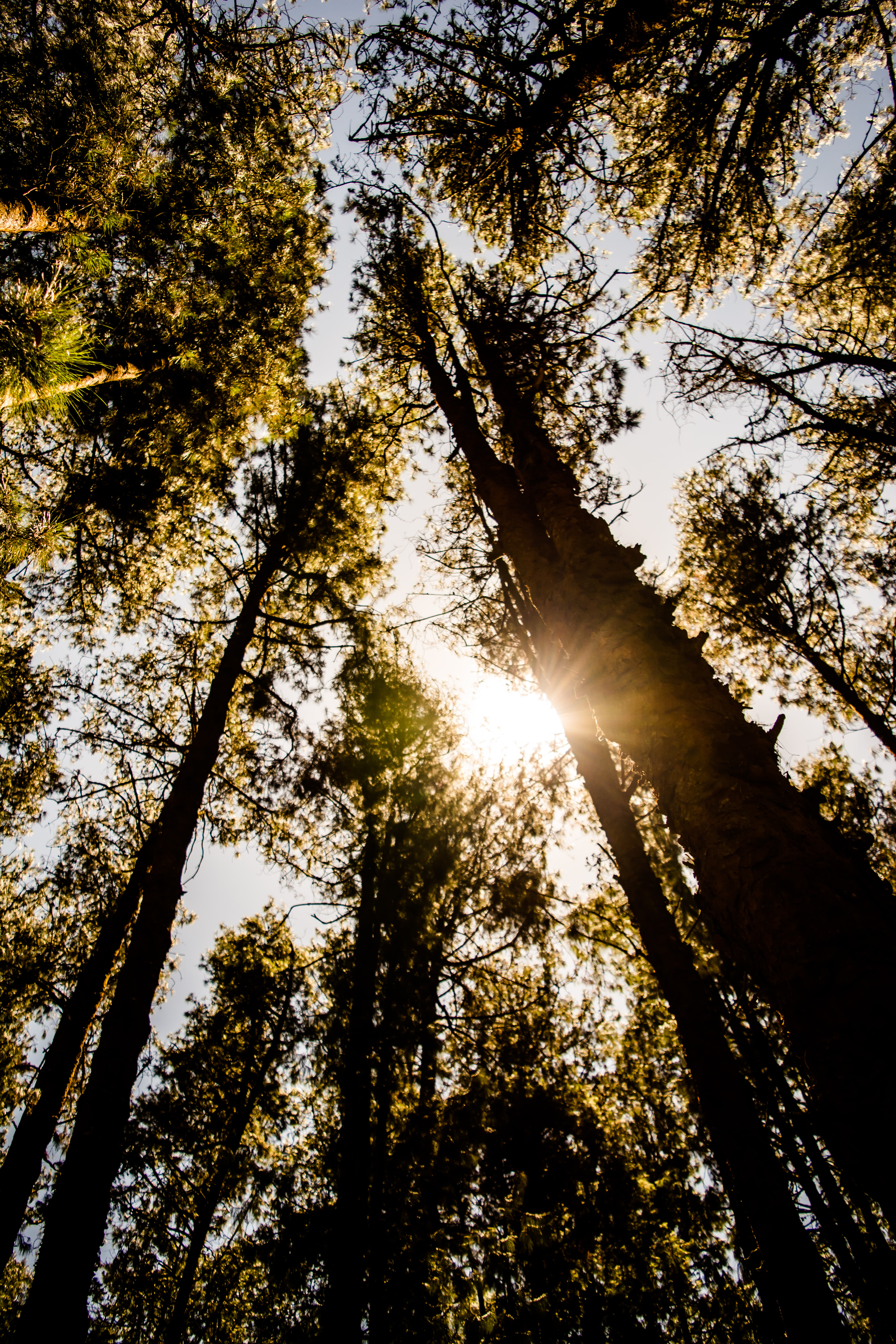 Pykara and Mudumalai Sightseeing Tour Flat 50% off