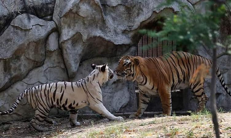 Meet the Wilds at Delhi Zoo