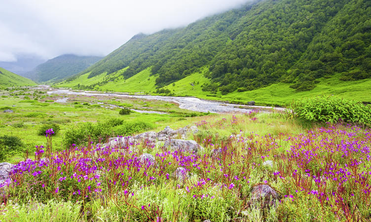Valley of Flowers (399 km from Delhi)