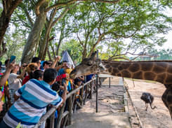 Khao Kheow Open Zoo Pattaya Tickets, Book @ ₹421 Only