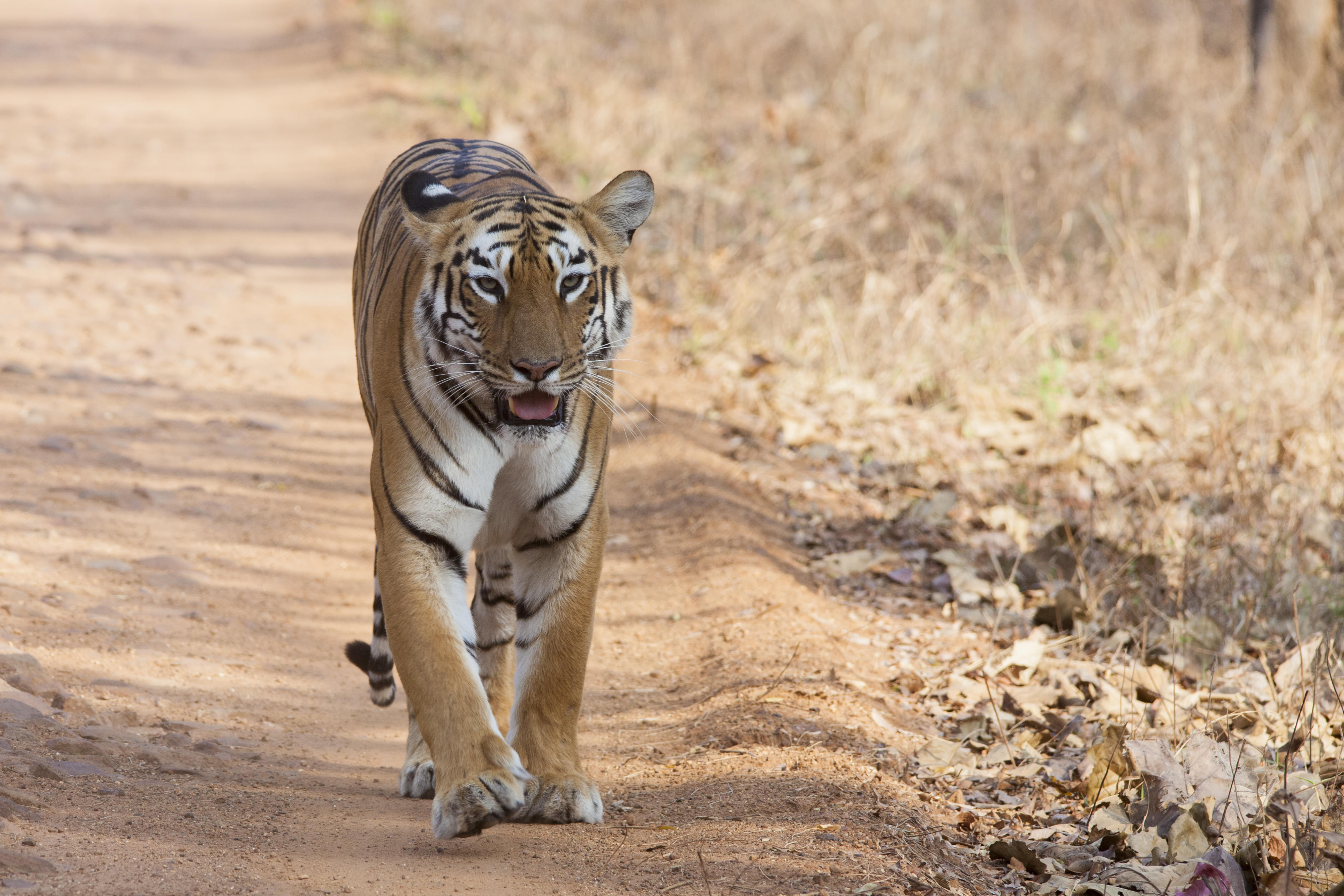 15 Best Wildlife Sanctuaries in Karnataka - {{year}} (Photos)