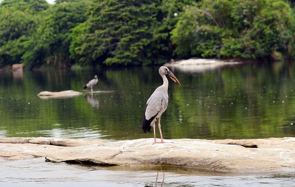 12 Best Bird Sanctuaries In Karnataka - 2025 (with Photos)