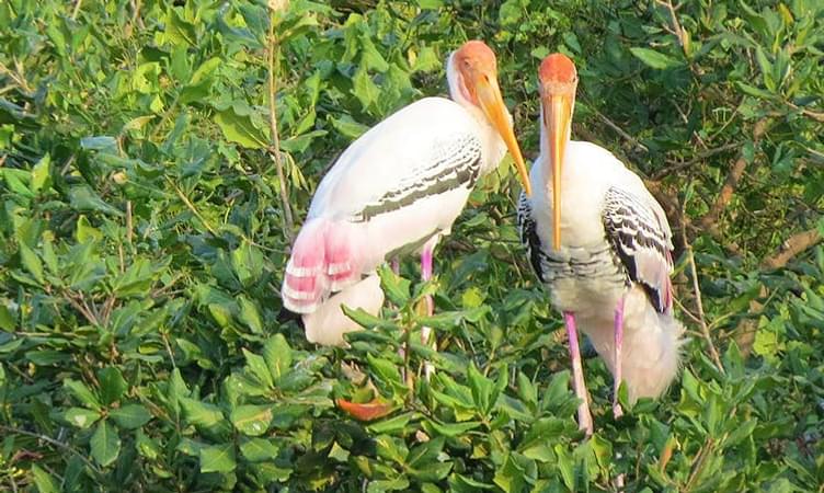 Bharatpur Bird Sanctuary - 222 Km from Delhi