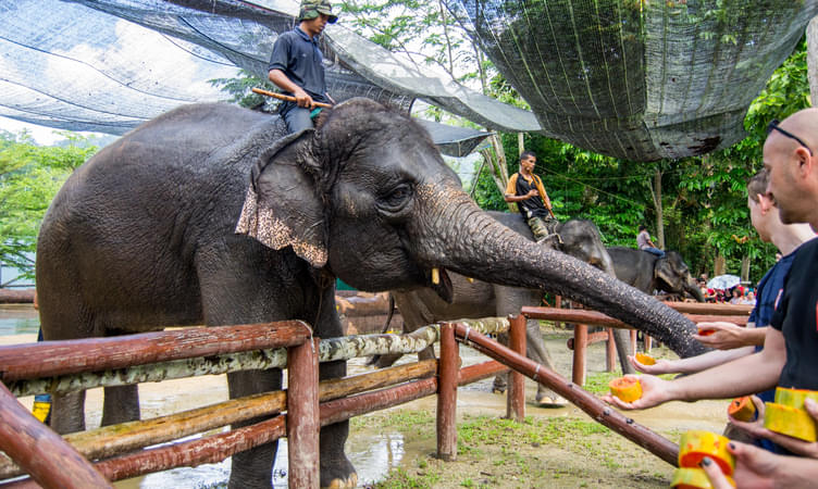  Kuala Gandah Elephant Conservation Centre